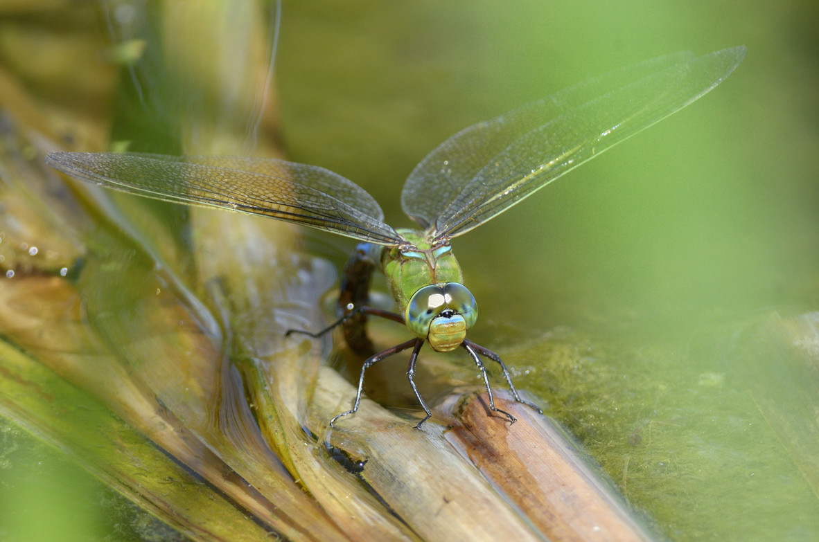Anax parthenope in ovodeposizione? - No,  Anax imperator